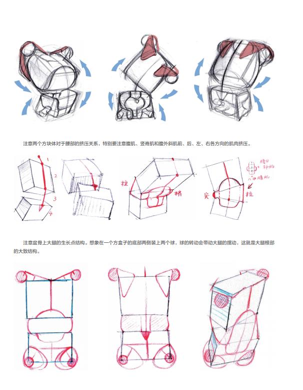 人體的結(jié)構(gòu)圖部位名稱 器官（簡單的人體結(jié)構(gòu)圖大全）(14)