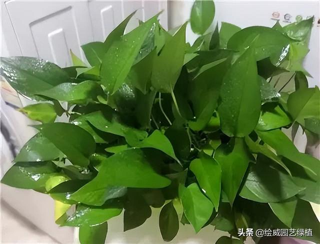 什么植物養(yǎng)房間好（適合養(yǎng)在辦公室桌面上的6種盆栽綠植）(1)