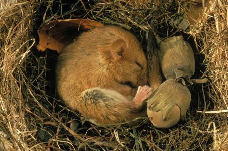 冬眠的動物都有哪些（地球上8大冬眠的冷血動物）(1)