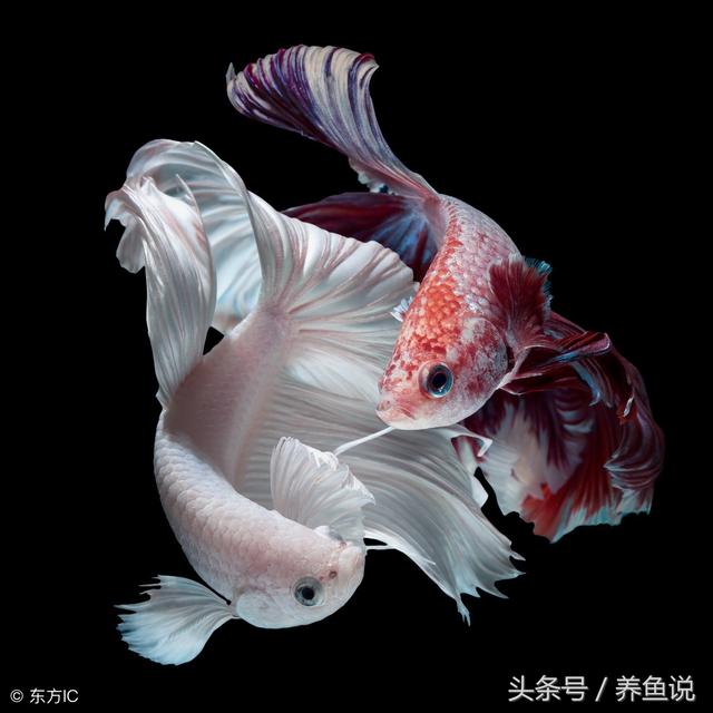 泰國斗魚怎么養(yǎng)（養(yǎng)泰國斗魚的正確方法）(1)