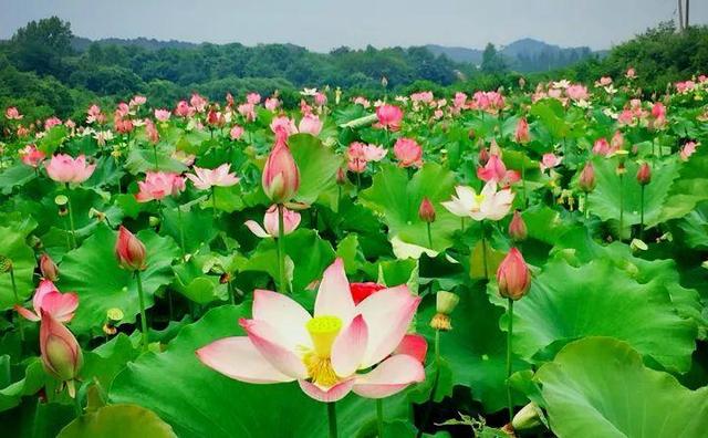 蓮花圖片大全（適合家里養(yǎng)的蓮花）(3)