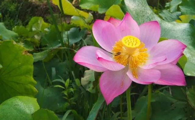 蓮花圖片大全（適合家里養(yǎng)的蓮花）(44)