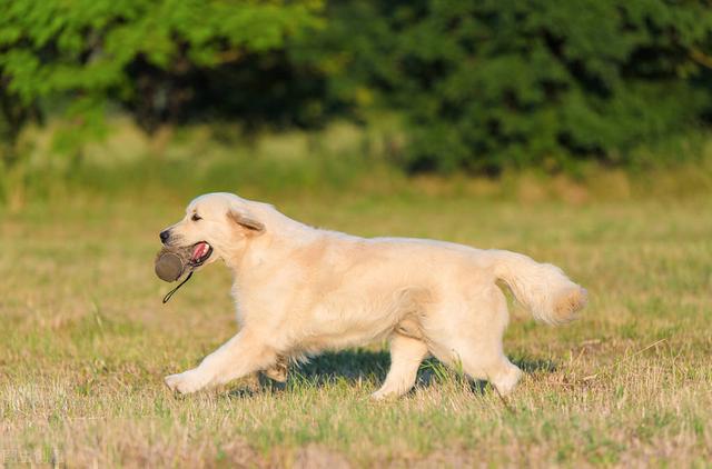 世界犬種智商排行榜（狗狗智商排名前十的有哪些）(7)