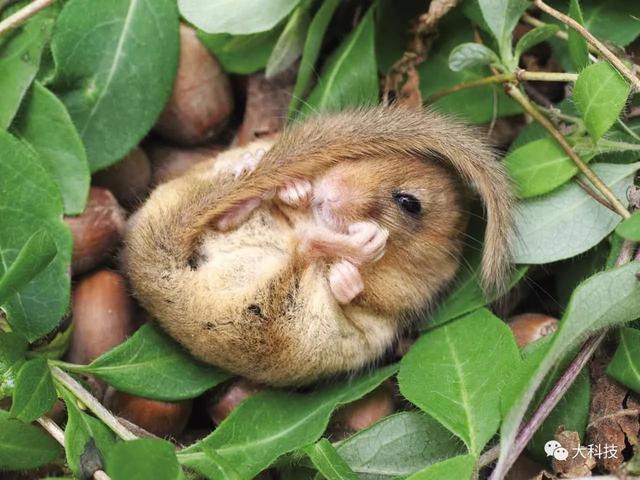 要冬眠的小動物有哪些（冬眠動物名單大全）(5)