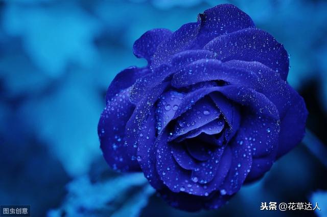 藍(lán)色妖姬花語是什么意思（藍(lán)色妖姬的花語和寓意是什么）(1)