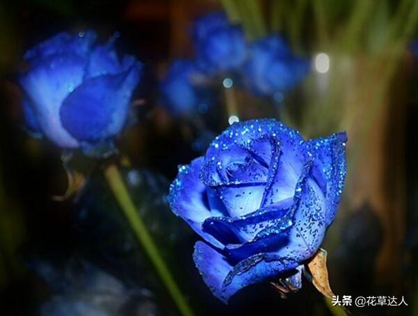 藍(lán)色妖姬花語是什么意思（藍(lán)色妖姬的花語和寓意是什么）(2)