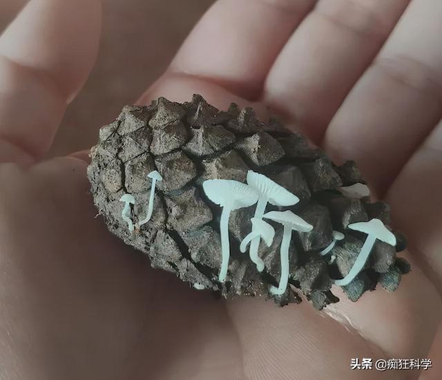 不可思議的生物（15個(gè)不可思議的奇怪生物）(14)