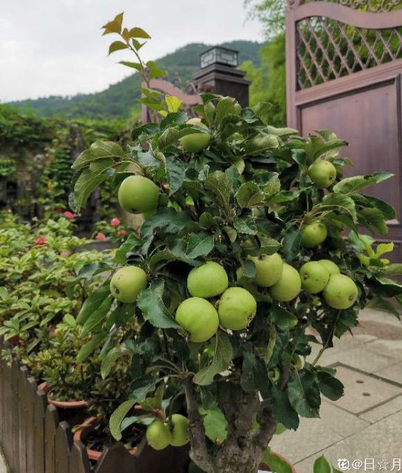 蘋果怎么儲存（蘋果吃不完處理妙招）(1)